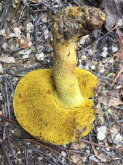 Retiboletus