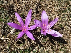 Colchicum bulbocodium