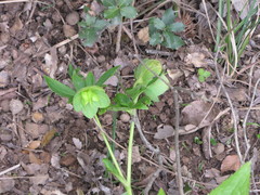 Helleborus cyclophyllus