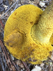 Retiboletus