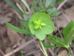 Helleborus cyclophyllus