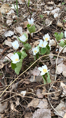 Sanguinaria canadensis