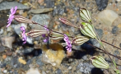 Silene secundiflora