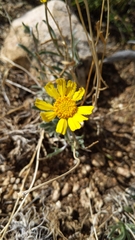 Tetraneuris argentea