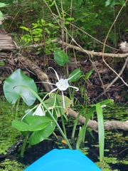 Hymenocallis occidentalis