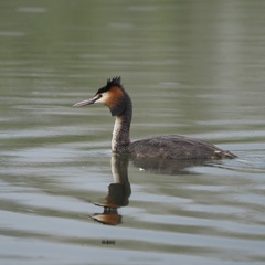 Podiceps cristatus
