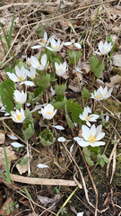 Sanguinaria canadensis