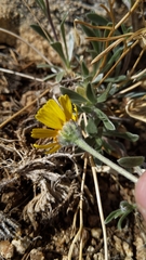 Tetraneuris argentea