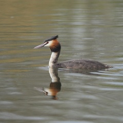 Podiceps cristatus