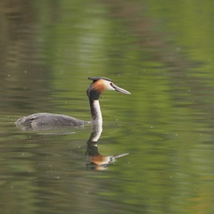 Podiceps cristatus