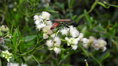 Chlorion hemipyrrhum