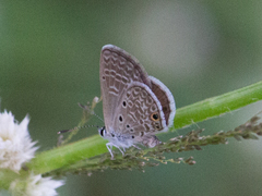 Hemiargus