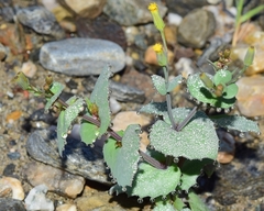 Senecio flavus