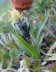 Carex microchaeta