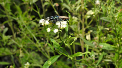 Chlorion hemipyrrhum