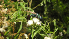 Chlorion hemipyrrhum