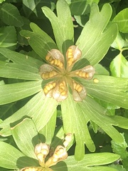 Eranthis