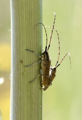 Agapanthia asphodeli