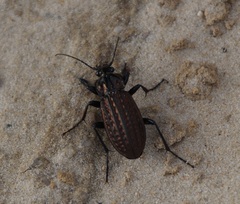 Carabus clatratus