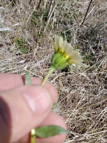 Image of Layia heterotricha by (c) Trevor Harding, some rights reserved (CC BY)