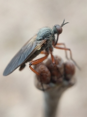 Empis spectabilis