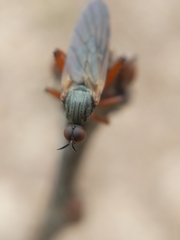 Empis spectabilis
