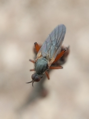 Empis spectabilis