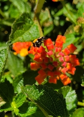 Hippodamia convergens