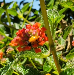 Hippodamia convergens