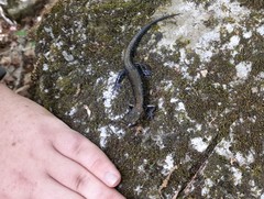 Plethodon petraeus