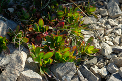 Epilobium crassum