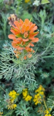 Castilleja latifolia