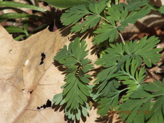 Xanthogramma flavipes