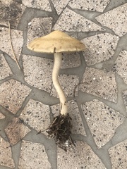 Agrocybe smithii
