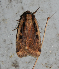 Eueretagrotis sigmoides