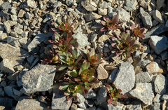 Epilobium pycnostachyum