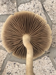 Agrocybe smithii