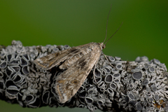 Cataclysta lemnata