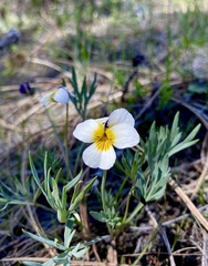 Viola hallii