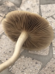 Agrocybe smithii