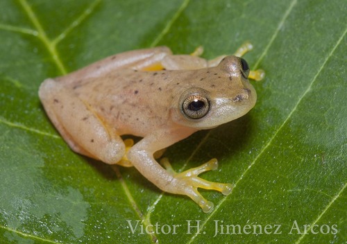 Sumichrast's Tree Frog