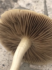 Agrocybe smithii