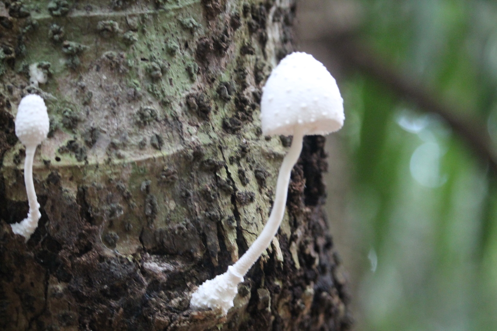 Leucocoprinus cretaceus · April 2021 · photo: © thevargases (iNaturalist, cc-by-nc-sa)