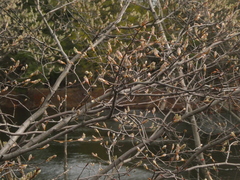 Amelanchier