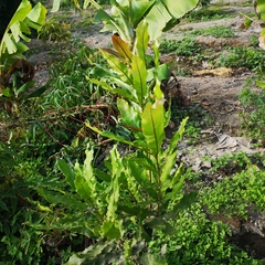 Macadamia integrifolia