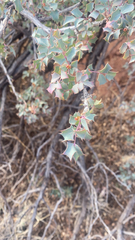Berberis fremontii