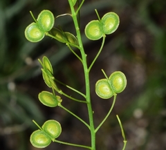 Biscutella auriculata