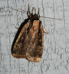 Eueretagrotis sigmoides