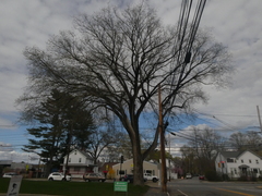 Ulmus americana