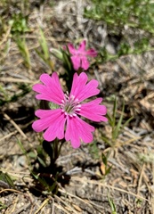 Silene hookeri hookeri